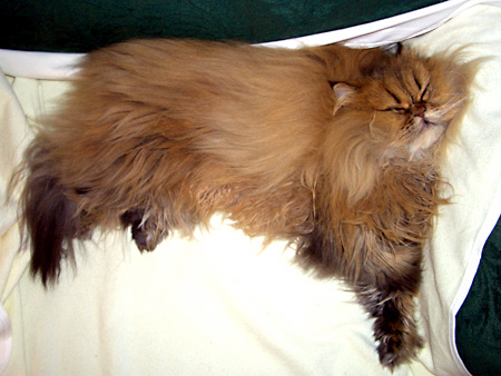 猫、チンチラ・来夢、来喜、ミドリガメ・マックス、コロタン