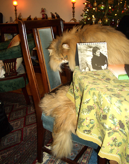 猫, チンチラ・ゴールデン, 来夢, 来喜