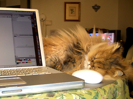 猫、チンチラ・来夢、来喜、ミドリガメ・マックス、コロタン