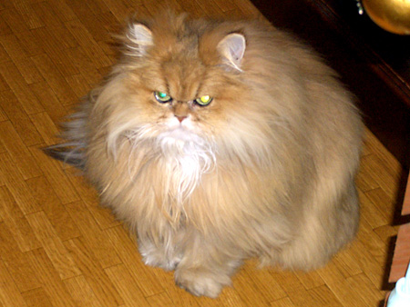 猫、チンチラ・来夢、来喜、ミドリガメ・マックス、コロタン