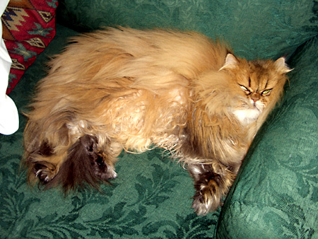 猫、チンチラ・来夢、来喜、ミドリガメ・マックス、コロタン