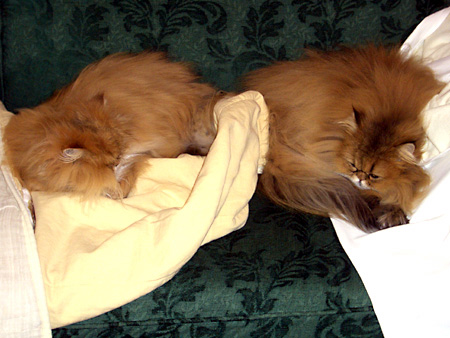 猫、チンチラ・来夢、来喜、ミドリガメ・マックス、コロタン