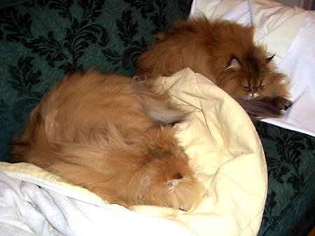 猫、チンチラ・来夢、来喜、ミドリガメ・マックス、コロタン