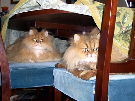 猫、チンチラ・来夢、来喜、ミドリガメ・マックス、コロタン