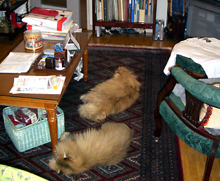 猫, チンチラ・ゴールデン, 来夢, 来喜