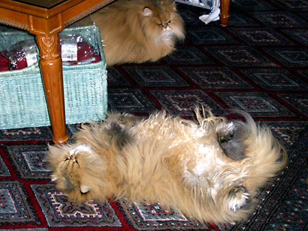 猫、チンチラ・来夢、来喜、ミドリガメ・マックス、コロタン