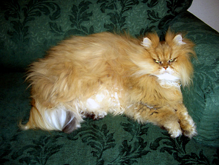 猫、チンチラ・来夢、来喜、ミドリガメ・マックス、コロタン