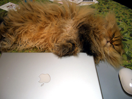 猫、チンチラ・来夢、来喜、ミドリガメ・マックス、コロタン