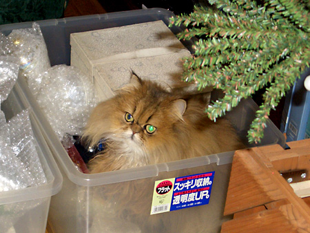 猫、チンチラ・来夢、来喜、ミドリガメ・マックス、コロタン