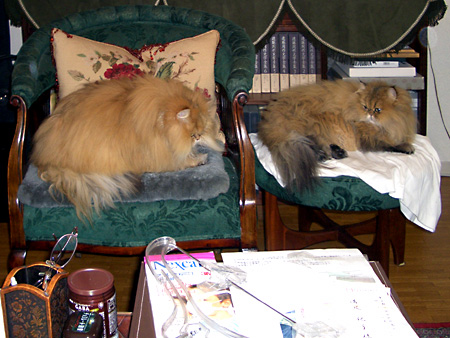 猫、チンチラ・来夢、来喜、ミドリガメ・マックス、コロタン