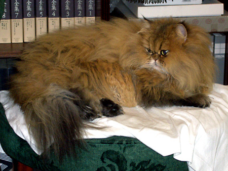 猫、チンチラ・来夢、来喜、ミドリガメ・マックス、コロタン