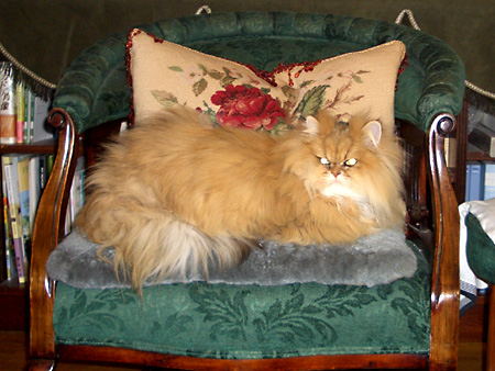 猫、チンチラ・来夢、来喜、ミドリガメ・マックス、コロタン