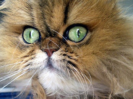 猫、チンチラ・来夢、来喜、ミドリガメ・マックス、コロタン