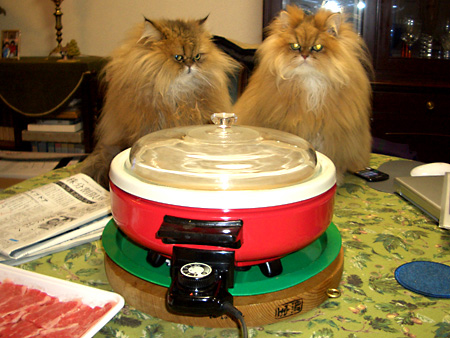 猫、チンチラ・来夢、来喜、ミドリガメ・マックス、コロタン