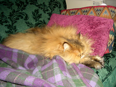 猫、チンチラ・来夢、来喜、ミドリガメ・マックス、コロタン