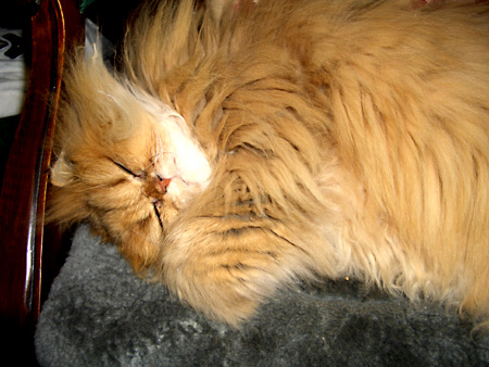 猫、チンチラ・来夢、来喜、ミドリガメ・マックス、コロタン