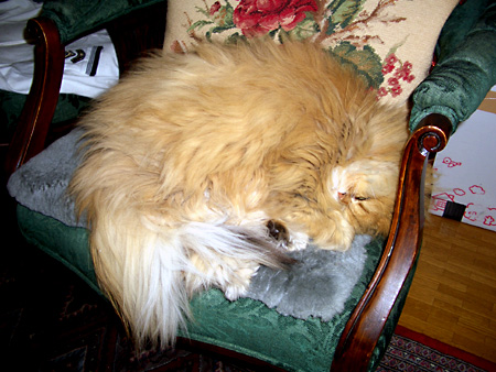 猫、チンチラ・来夢、来喜、ミドリガメ・マックス、コロタン