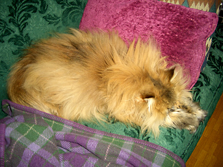 猫、チンチラ・来夢、来喜、ミドリガメ・マックス、コロタン