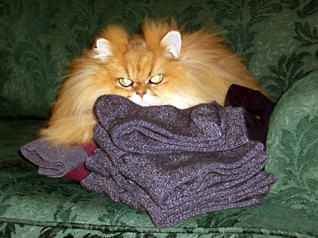 猫、チンチラ・来夢、来喜、ミドリガメ・マックス、コロタン