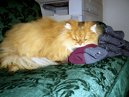 猫、チンチラ・来夢、来喜、ミドリガメ・マックス、コロタン