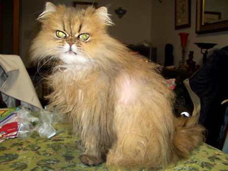 猫、チンチラ・来夢、来喜、ミドリガメ・マックス、コロタン