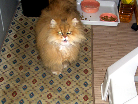 猫、チンチラ・来夢、来喜、ミドリガメ・マックス、コロタン