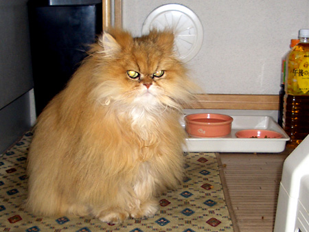 猫、チンチラ・来夢、来喜、ミドリガメ・マックス、コロタン