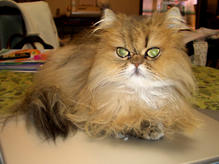 猫、チンチラ・来夢、来喜、ミドリガメ・マックス、コロタン