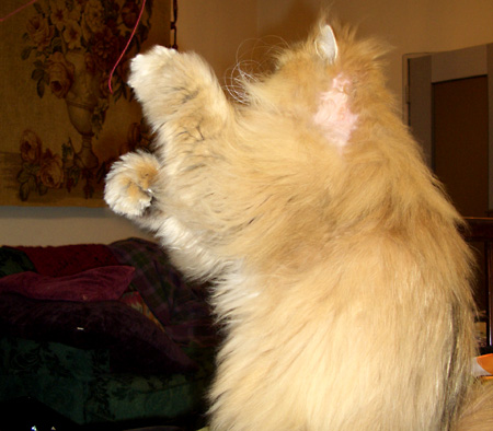 猫, チンチラ・ゴールデン, 来夢, 来喜