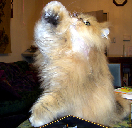 猫, チンチラ・ゴールデン, 来夢, 来喜