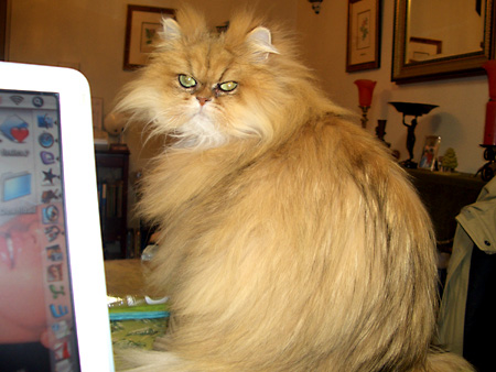 猫、チンチラ・来夢、来喜、ミドリガメ・マックス、コロタン