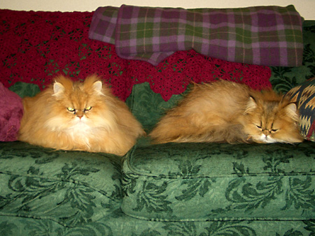 猫、チンチラ・来夢、来喜、ミドリガメ・マックス、コロタン