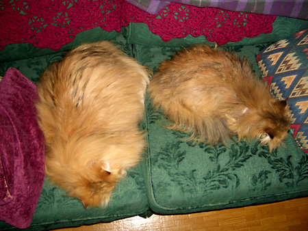 猫、チンチラ・来夢、来喜、ミドリガメ・マックス、コロタン