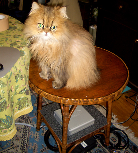 猫, チンチラ・ゴールデン, 来夢, 来喜