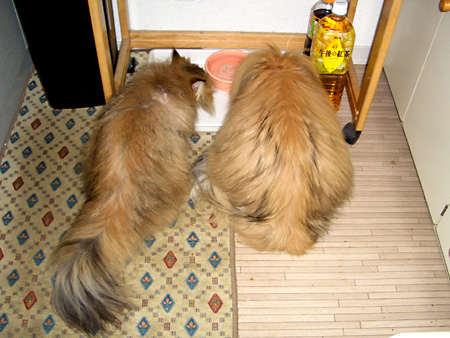 猫、チンチラ・来夢、来喜、ミドリガメ・マックス、コロタン