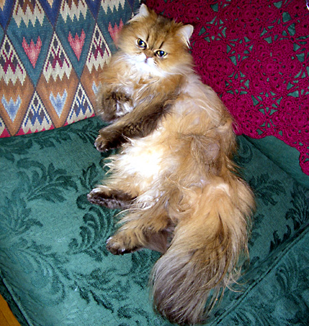 猫, チンチラ・ゴールデン, 来夢, 来喜