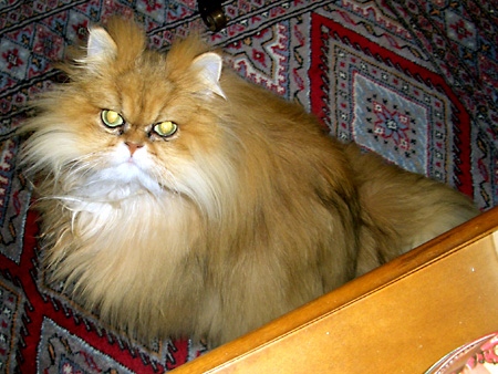 猫、チンチラ・来夢、来喜、ミドリガメ・マックス、コロタン