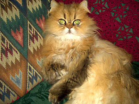 猫、チンチラ・来夢、来喜、ミドリガメ・マックス、コロタン