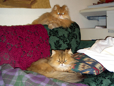 猫、チンチラ・来夢、来喜、ミドリガメ・マックス、コロタン