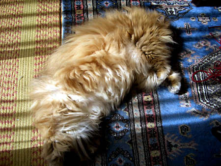 猫、チンチラ・来夢、来喜、ミドリガメ・マックス、コロタン