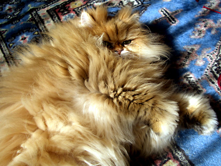 猫、チンチラ・来夢、来喜、ミドリガメ・マックス、コロタン