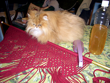 猫、チンチラ・来夢、来喜、ミドリガメ・マックス、コロタン