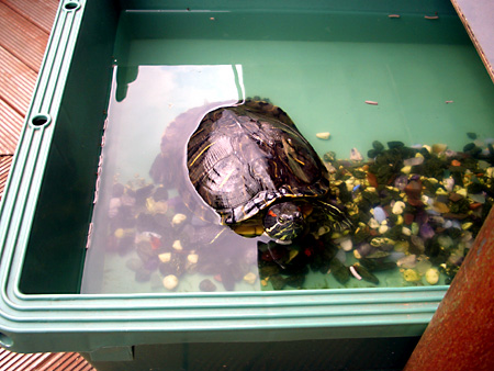 猫、チンチラ・来夢、来喜、ミドリガメ・マックス、コロタン