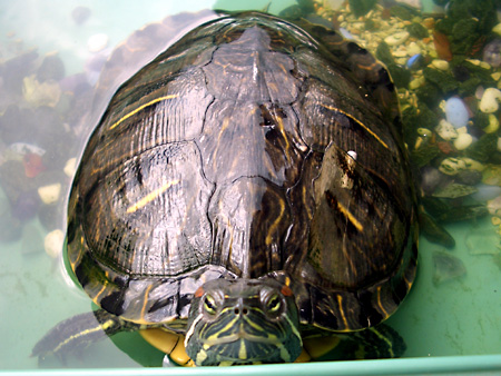 猫、チンチラ・来夢、来喜、ミドリガメ・マックス、コロタン