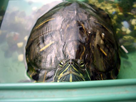 猫、チンチラ・来夢、来喜、ミドリガメ・マックス、コロタン