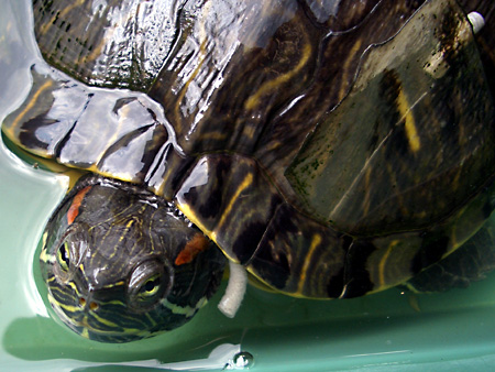 猫、チンチラ・来夢、来喜、ミドリガメ・マックス、コロタン