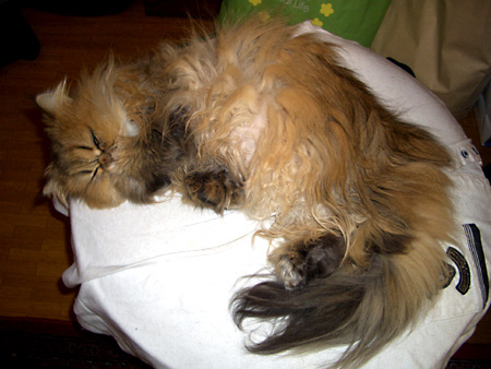 猫、チンチラ・来夢、来喜、ミドリガメ・マックス、コロタン