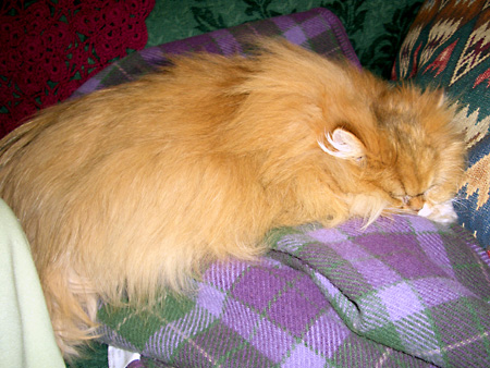 猫、チンチラ・来夢、来喜、ミドリガメ・マックス、コロタン