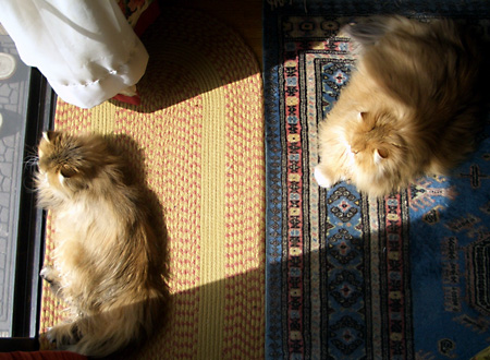 猫, チンチラ・ゴールデン, 来夢, 来喜