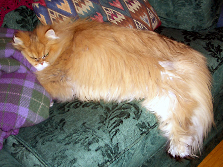 猫、チンチラ・来夢、来喜、ミドリガメ・マックス、コロタン